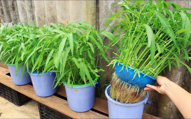 什么时候种植最合适爱游戏app空心菜