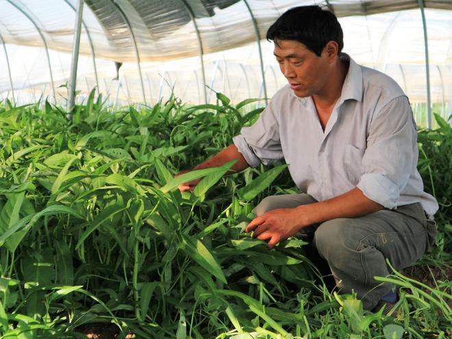 什么时候种植最合适爱游戏app空心菜(图2)