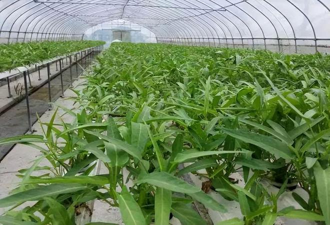 什么时候种植最合适爱游戏app空心菜(图3)